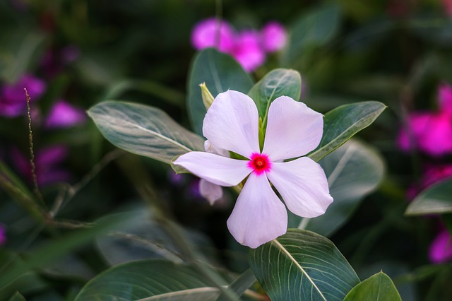 Fleur de Madagascar